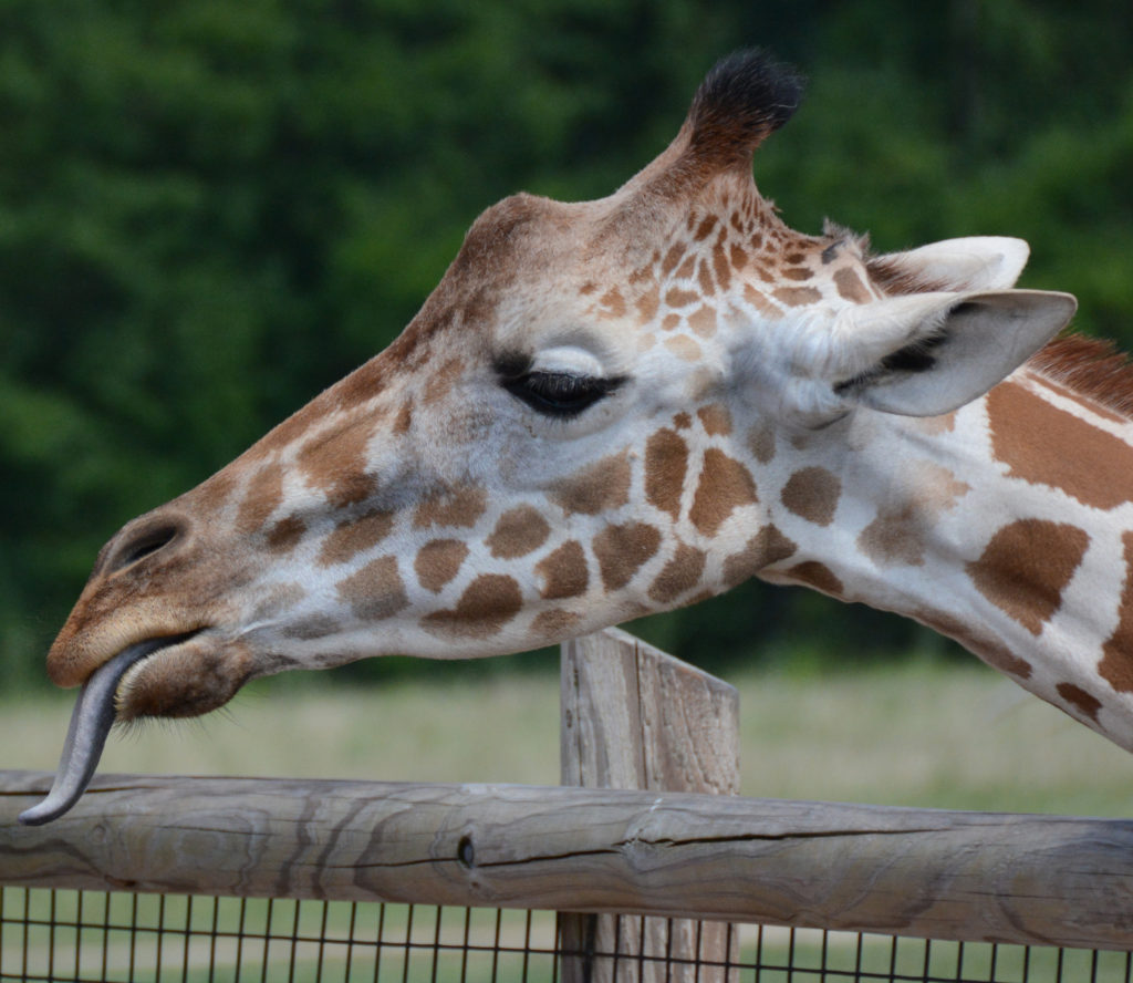 Photo of giraffe sticking tongue out