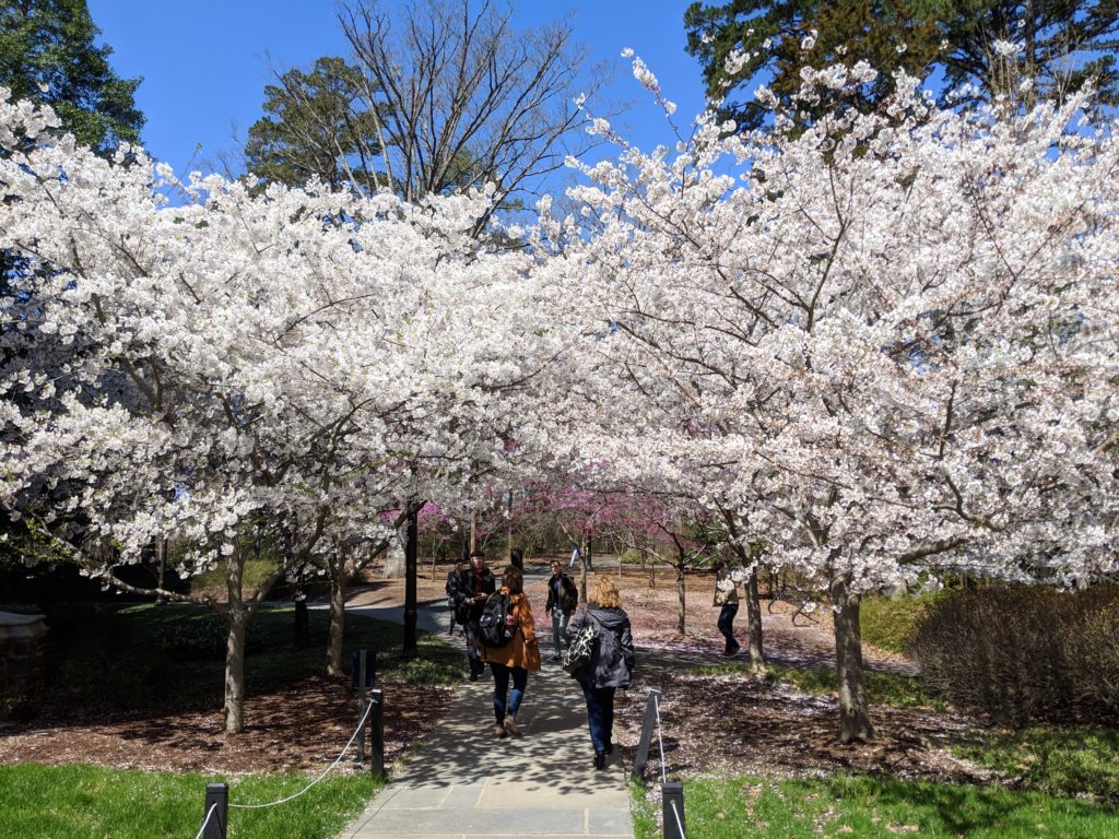 Image of trees blooming in springtime.